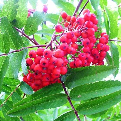 Rowan trees, sorbus