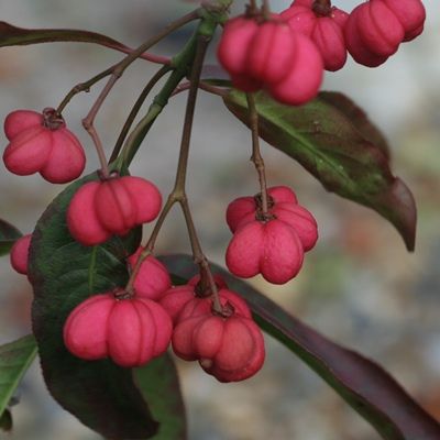 Euonymus the spindle tree berries