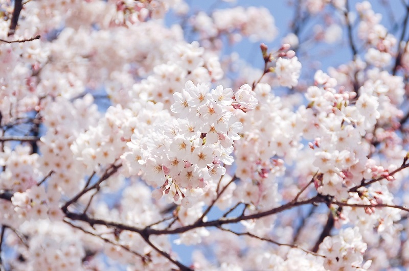 spring blossom