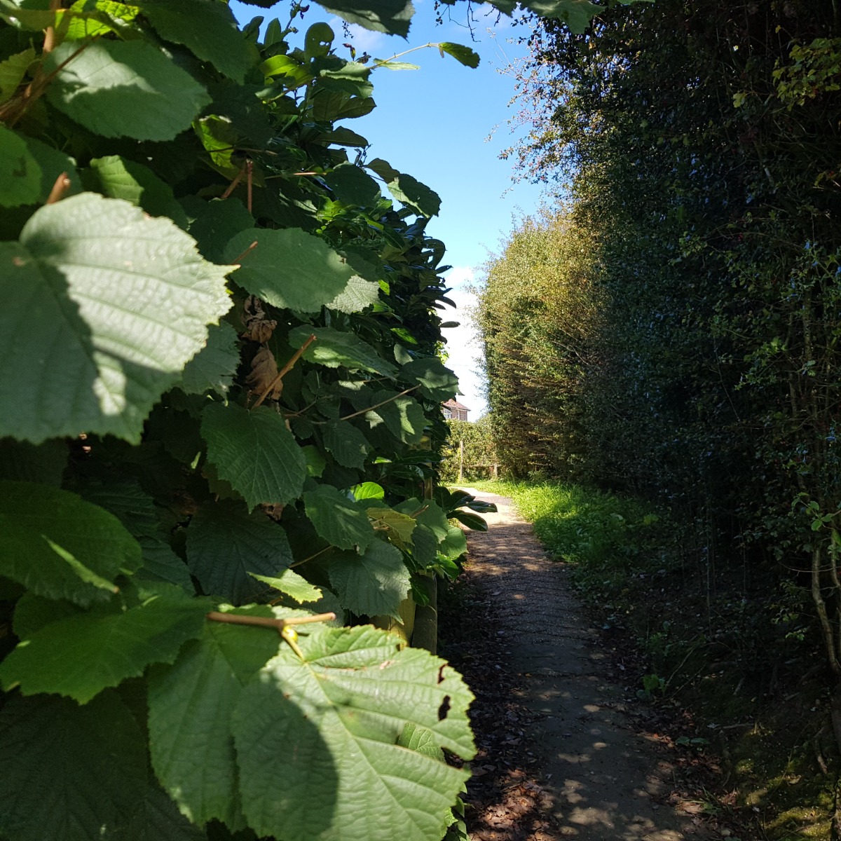 hedge at entrance to house
