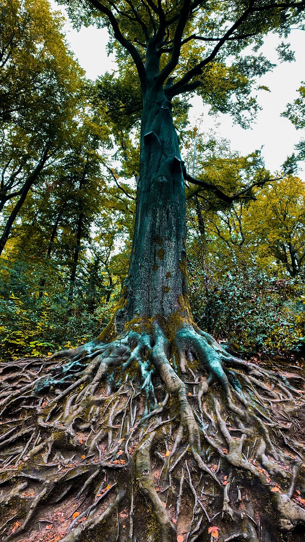 Roots of a mature tree