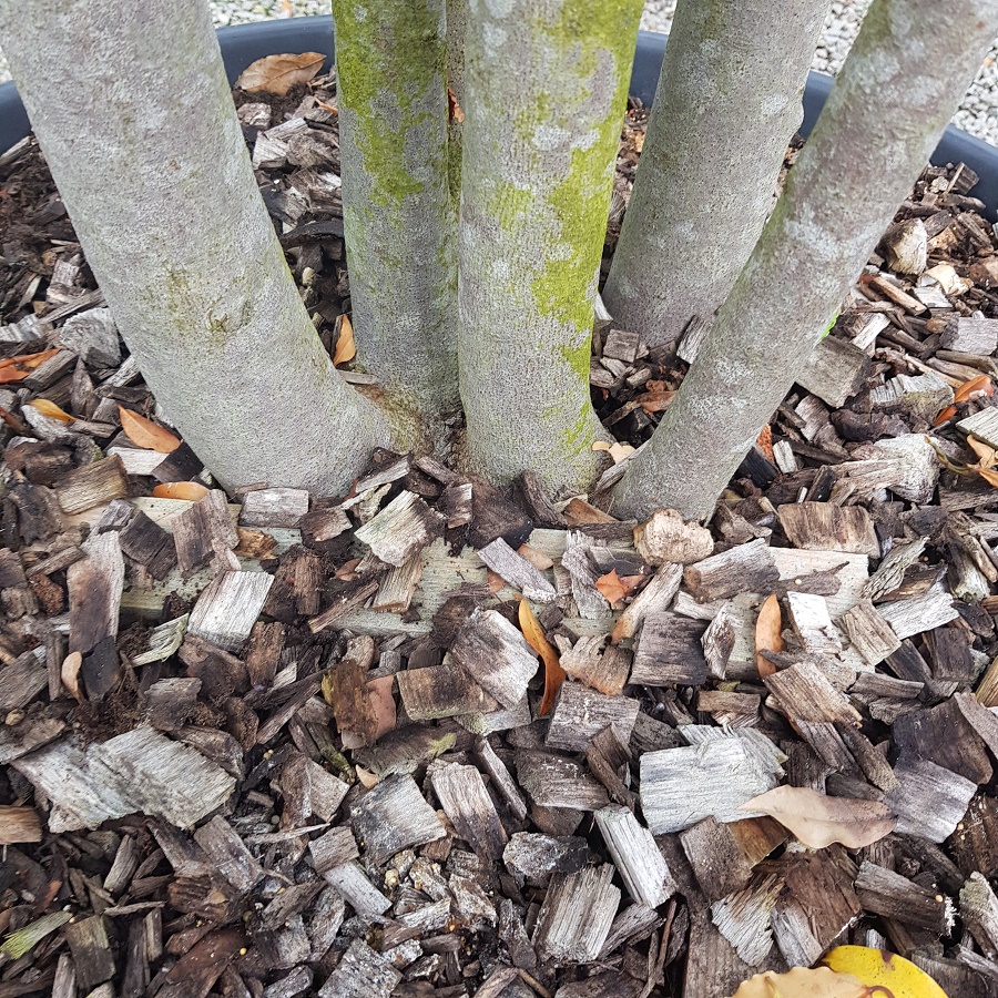 Mulch using wood chip